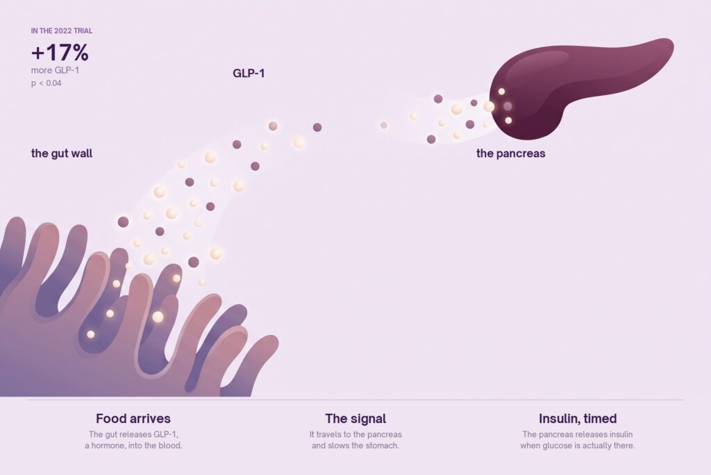 Illustration of how GLP-1 works: the gut wall releases GLP-1 when food arrives, the hormone travels through the blood to the pancreas, and the pancreas releases insulin timed to when glucose is actually present.