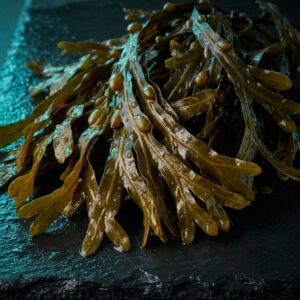 Fresh North Atlantic brown seaweed fronds, the source of the phlorotannins concentrated in InSea2