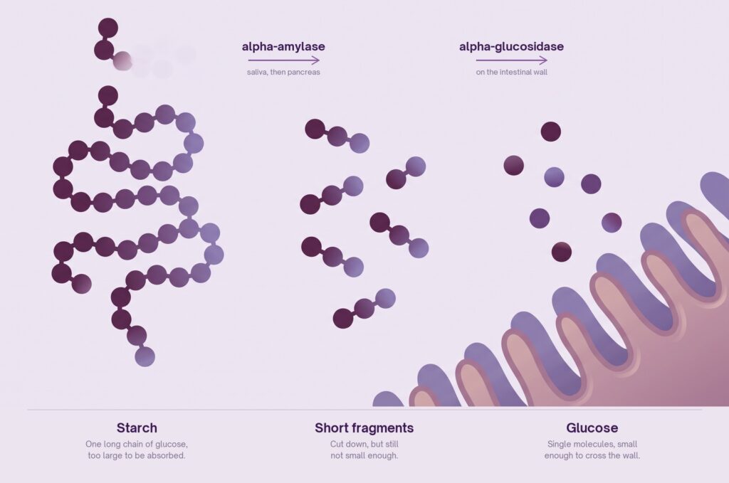 Illustration of starch digestion: a long chain of glucose molecules is cut by alpha-amylase into short fragments, then by alpha-glucosidase on the intestinal wall into single glucose molecules small enough to be absorbed.